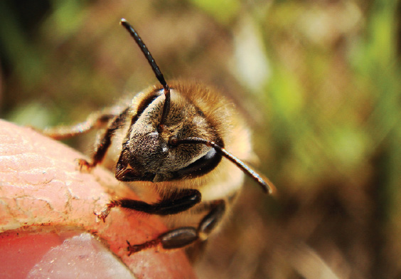 Apitoksynoterapia refleksoryczna a embolizacja